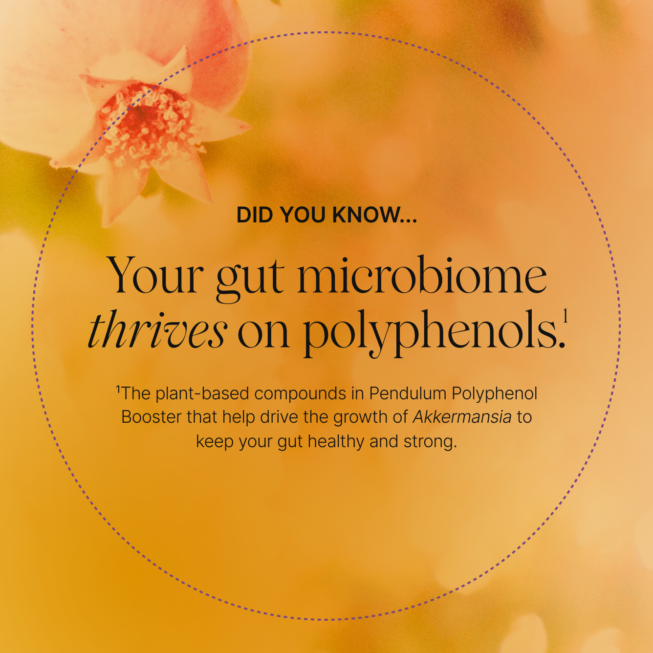 Pendulum Polyphenol Booster (Equinox)